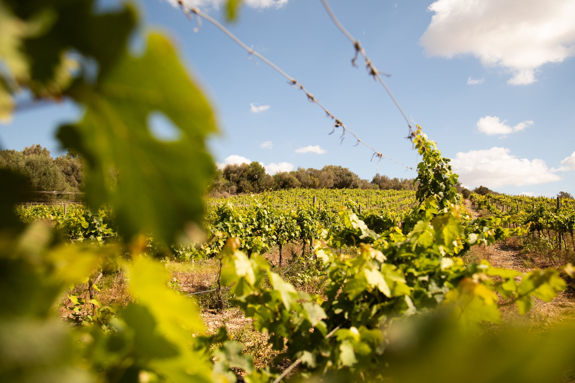 Weingut Montesión Weinberglandschaft Porreres Mallorca