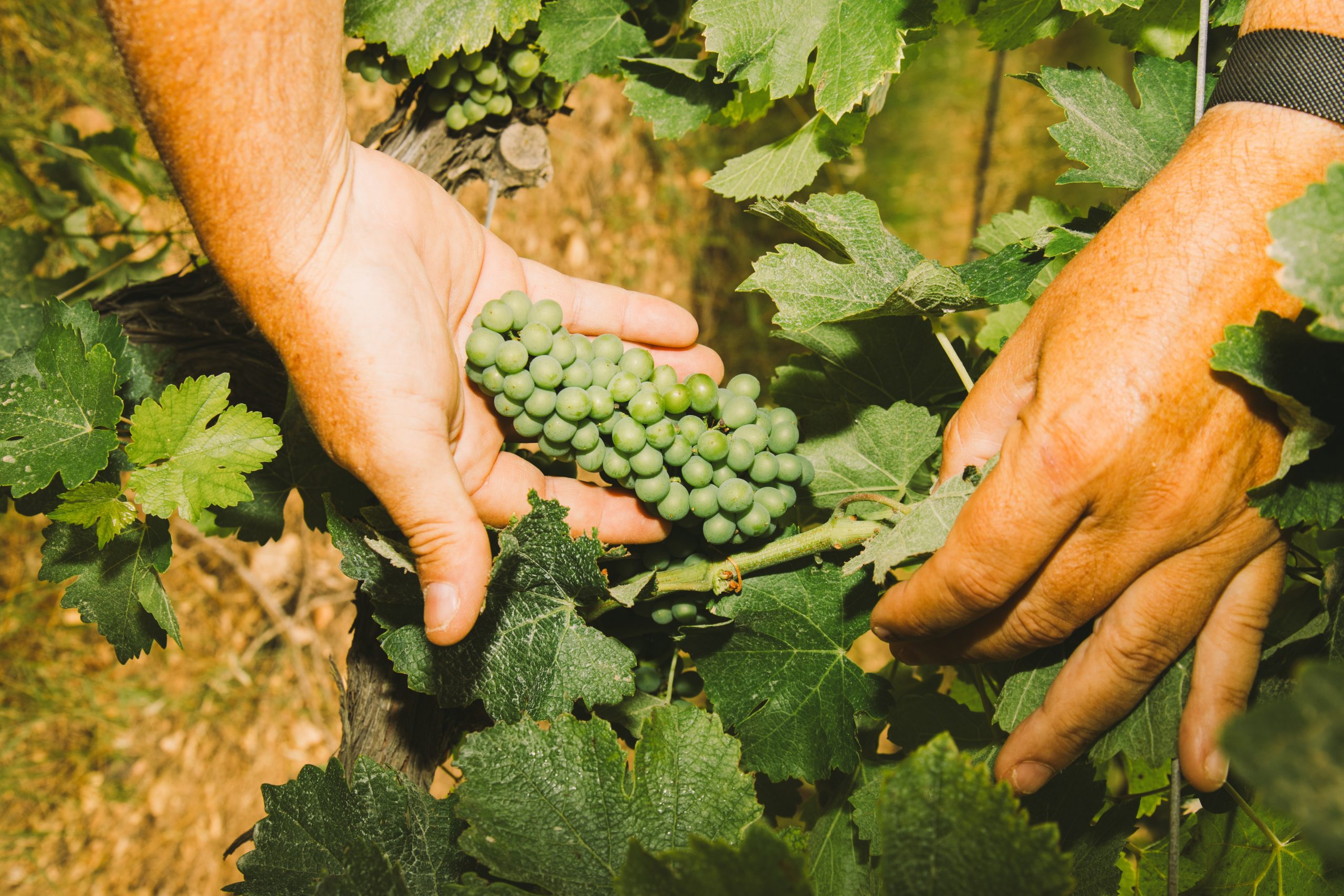 Mallorca_wine_grapes