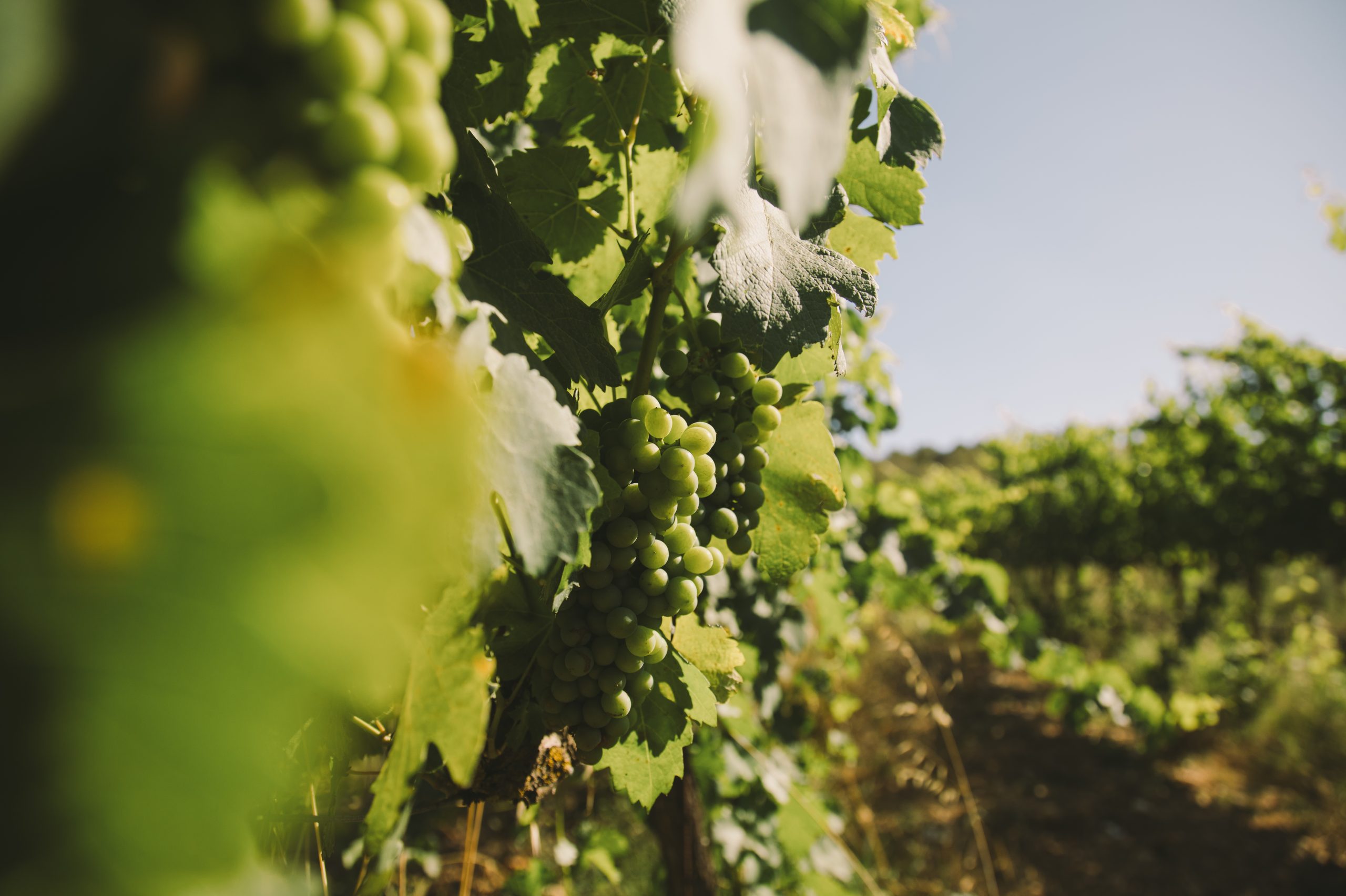 callet grape mallorca — Sunlit Mallorcan vineyard rows on limestone terroir, maritime breeze, wild thyme and rosemary garrigue, golden afternoon light, ancient stone walls.