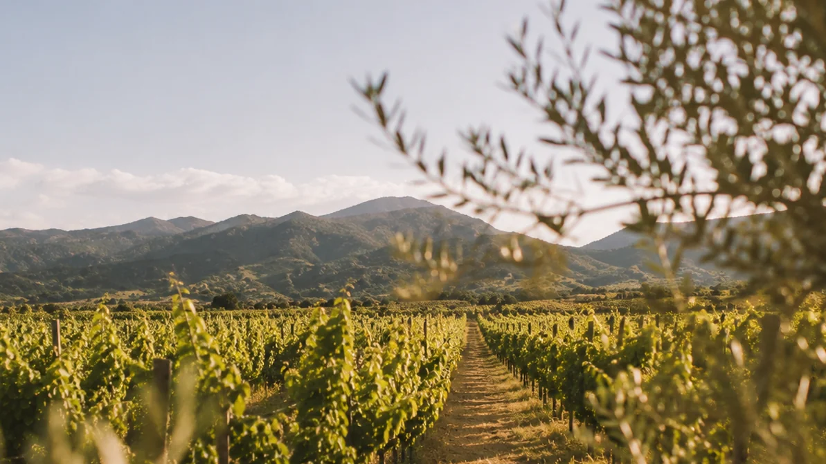 organic viticulture mallorca — Sunlit limestone vineyard rows, Mallorca interior, golden afternoon light, wild herbs between vines, distant mountains
